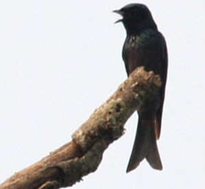 Drongo � ventre blanc