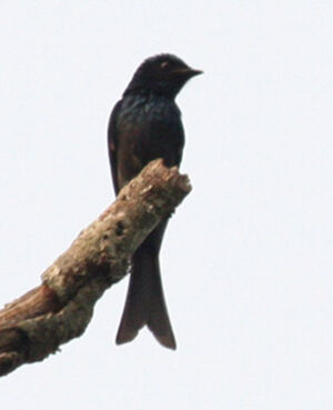 Drongo � ventre blanc