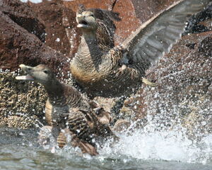 Common Eider 
&copy; R�my Lecolazet