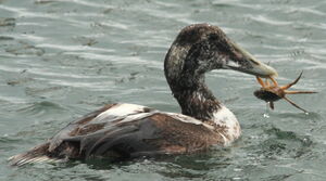Eider � duvet