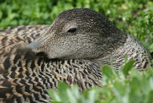 Common Eider 
&copy; R�my Lecolazet