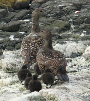 Common Eider 
&copy; R�my Lecolazet