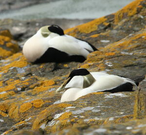 Common Eider 
&copy; R�my Lecolazet