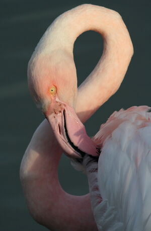 Greater Flamingo