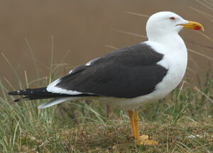 Lesser Black-backed Gull