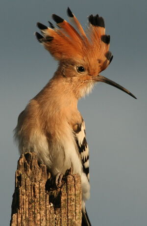 Eurasian Hoopoe 
&copy; R�my Lecolazet