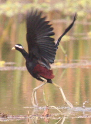 Bronze-winged Jacana