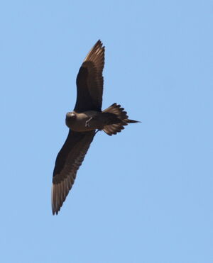 Parasitic Jaeger