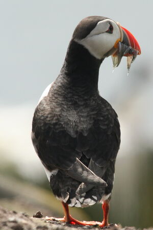 Atlantic Puffin