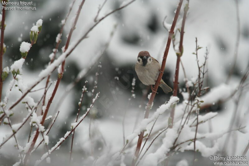 Eurasian Tree Sparrow male adult post breeding