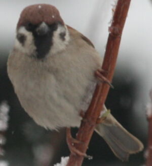 Moineau friquet