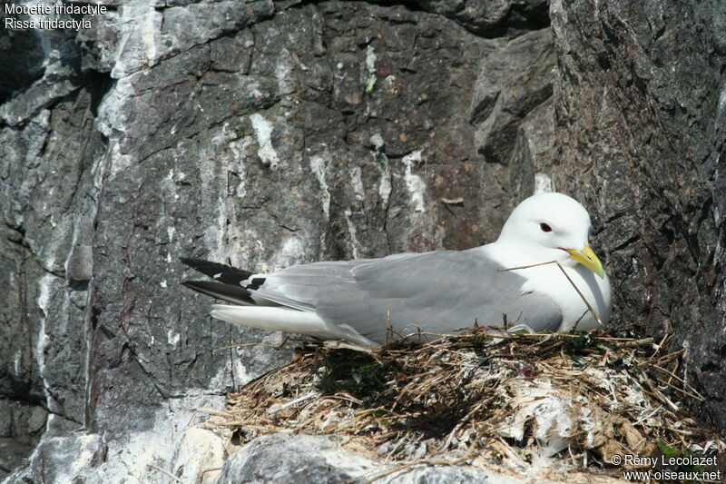 Mouette tridactyleadulte, Nidification