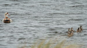 Egyptian Goose