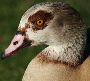 Egyptian Goose