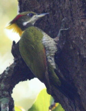 Lesser Yellownape