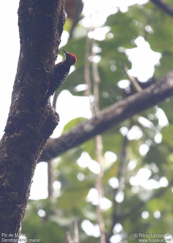 Fulvous-breasted Woodpecker male adult