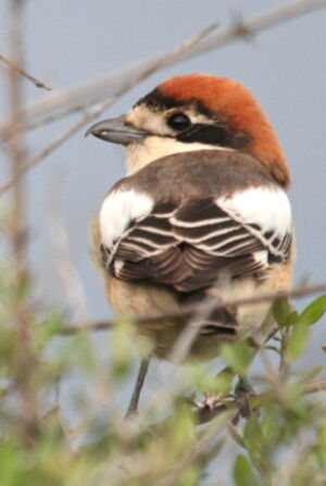 Woodchat Shrike