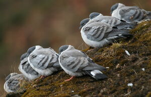 Pigeon des neiges
