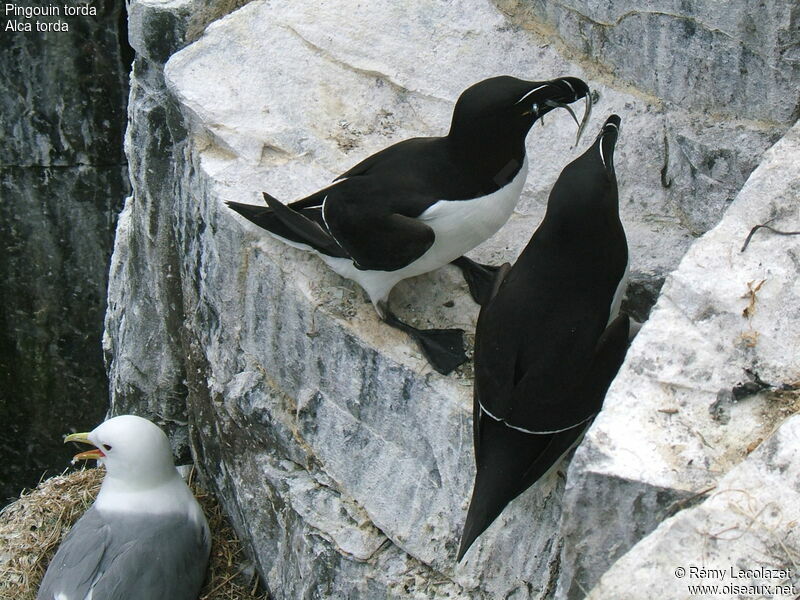 Pingouin torda adulte