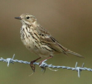 Pipit farlouse