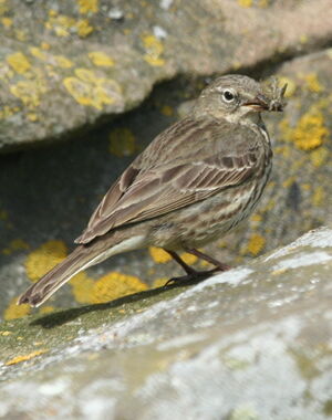 Eurasian Rock Pipit 
&copy; R�my Lecolazet