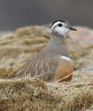 Eurasian Dotterel