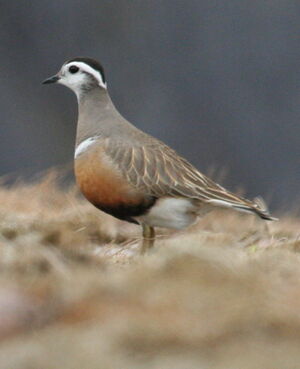Eurasian Dotterel