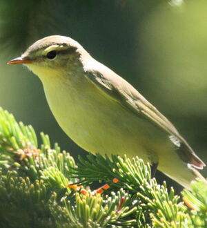Willow Warbler