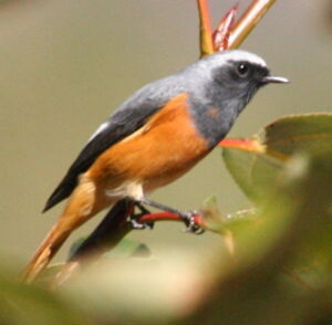 Hodgson's Redstart