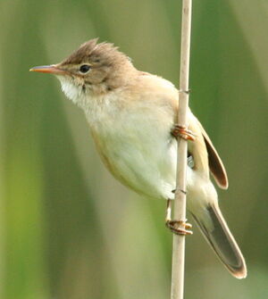 Eurasian Reed Warbler