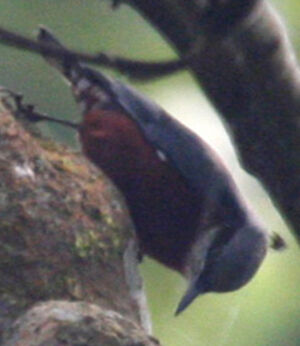 Sittelle � ventre marron