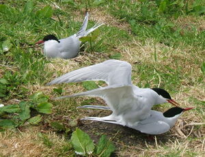 Arctic Tern
