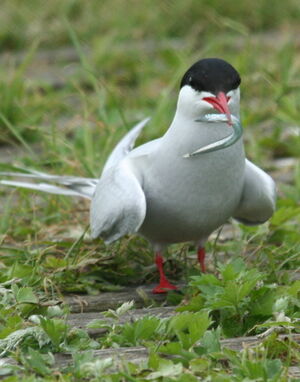 Arctic Tern