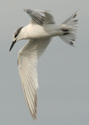 Sandwich Tern