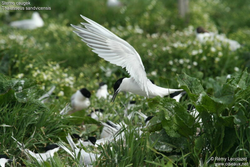 Sandwich Ternadult, Flight, Reproduction-nesting