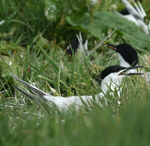 Sandwich Tern