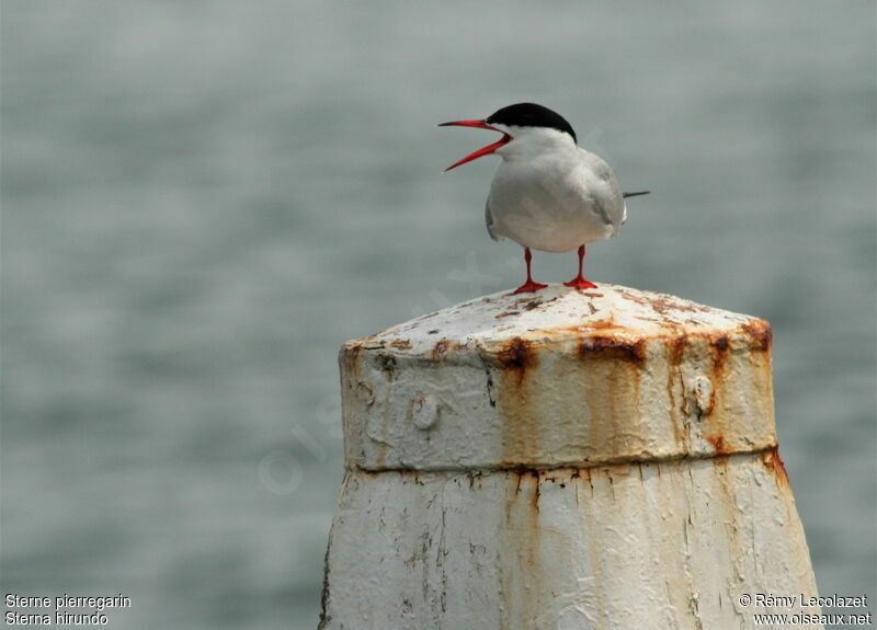 Common Tern female adult