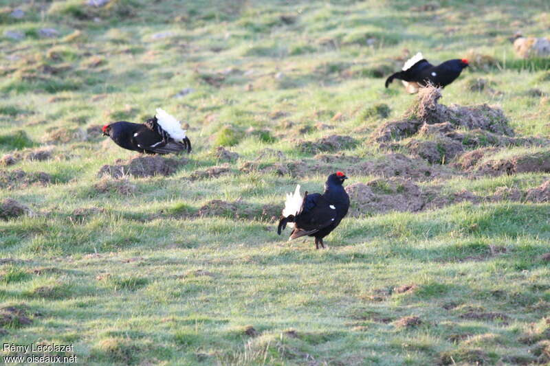 Black Grouse male adult breeding, habitat, courting display, colonial reprod., Behaviour
