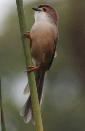 Yellow-eyed Babbler