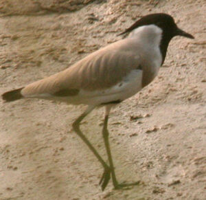 River Lapwing