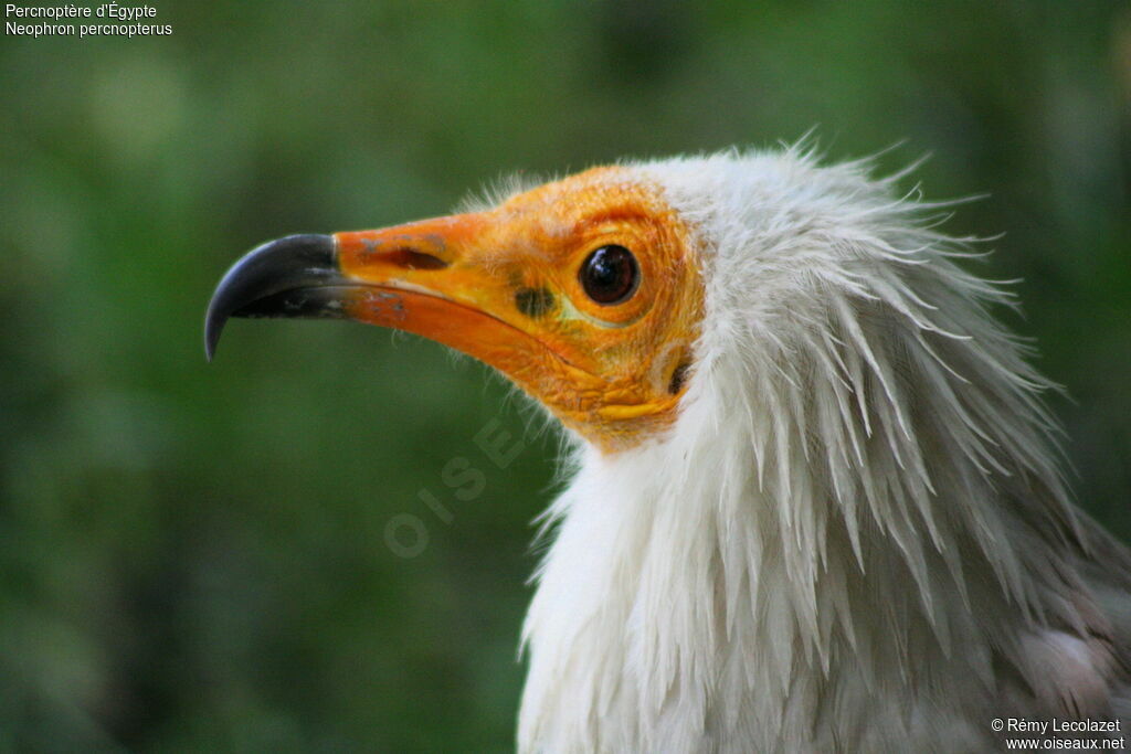 Vautour percnoptère - Neophron percnopterus