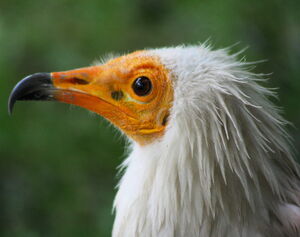 Vautour percnoptère