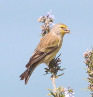Corsican Finch