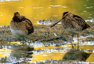 Common Snipe