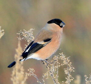 Eurasian Bullfinch 
&copy; R�my Lepron