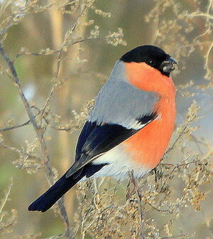 Eurasian Bullfinch 
&copy; R�my Lepron