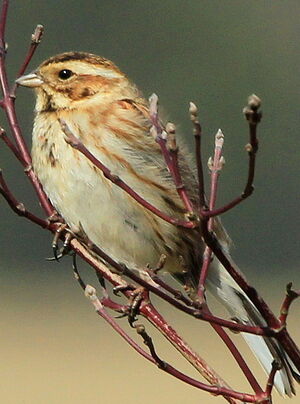 Common Reed Bunting 
&copy; R�my Lepron