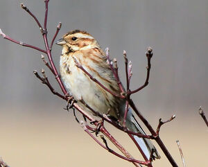 Common Reed Bunting 
&copy; R�my Lepron