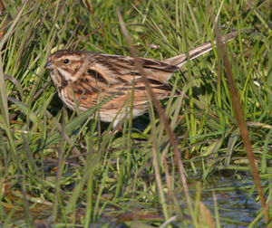 Common Reed Bunting 
&copy; R�my Lepron