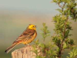 Bruant jaune 
&copy; R�my Lepron
